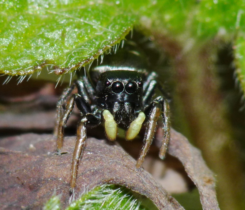 Heliophanus sp.